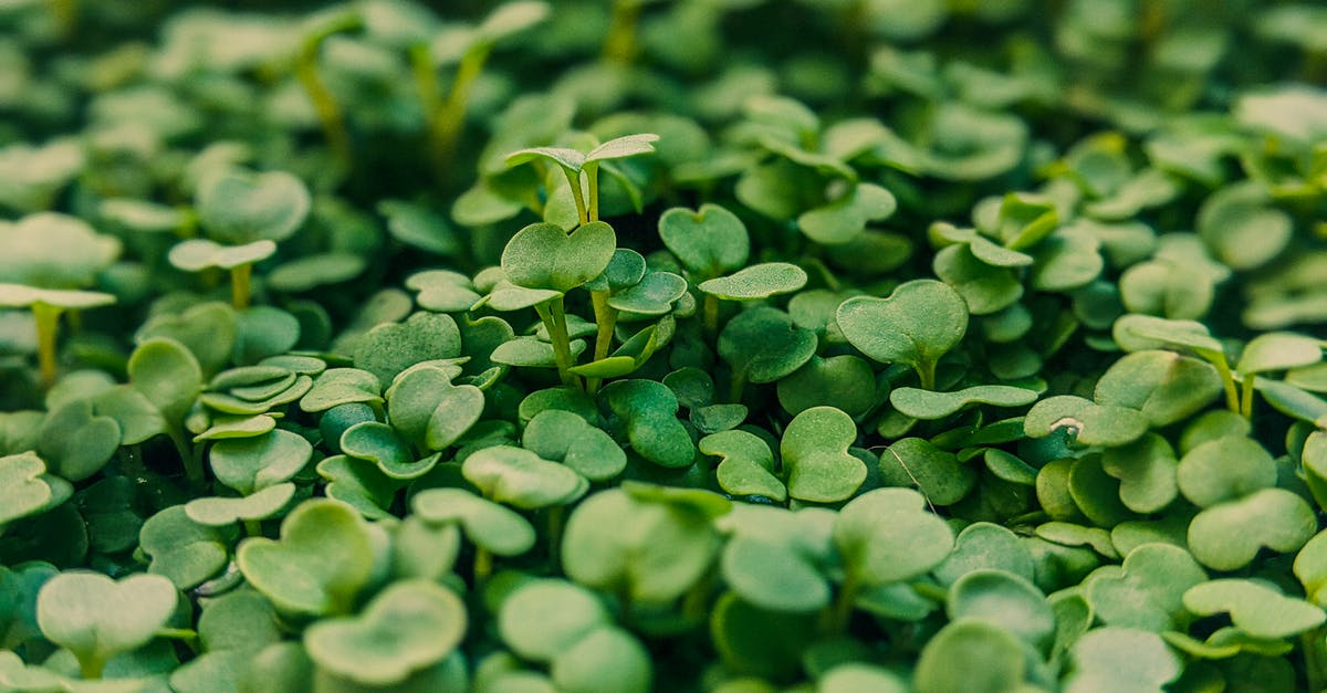 How many veggies are in Wheat Thins Toasted Chips Veggie? [closed] - Lush bush with abundance of fresh organic microgreens with small leaves growing in garden on blurred background in rural area