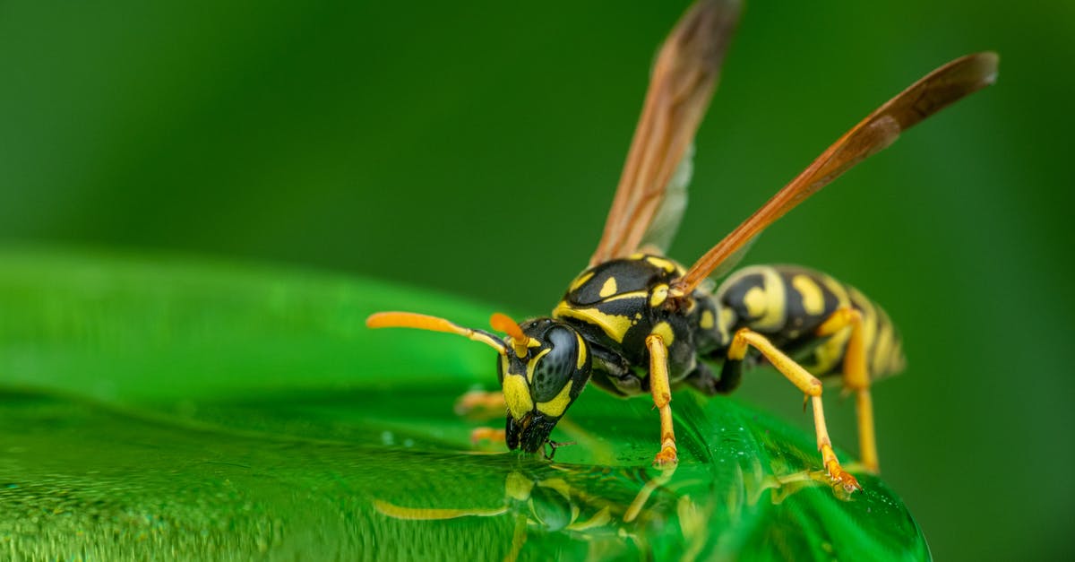 How much citric acid to preserve my juice - Closeup wild wasp standing on lush green plant leaf and sipping clean water after rain in nature How much citric acid to preserve my juice - Closeup wild wasp standing on lush green plant leaf and sipping clean water after rain in nature