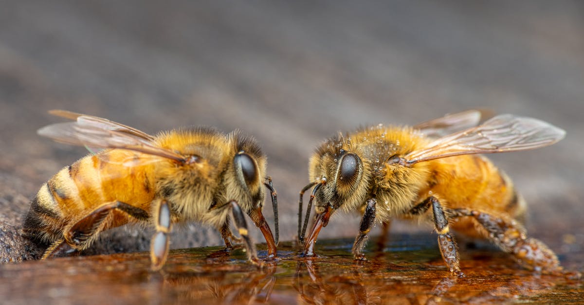 How much citric acid to preserve my juice - Wild bees sipping water in garden How much citric acid to preserve my juice - Wild bees sipping water in garden
