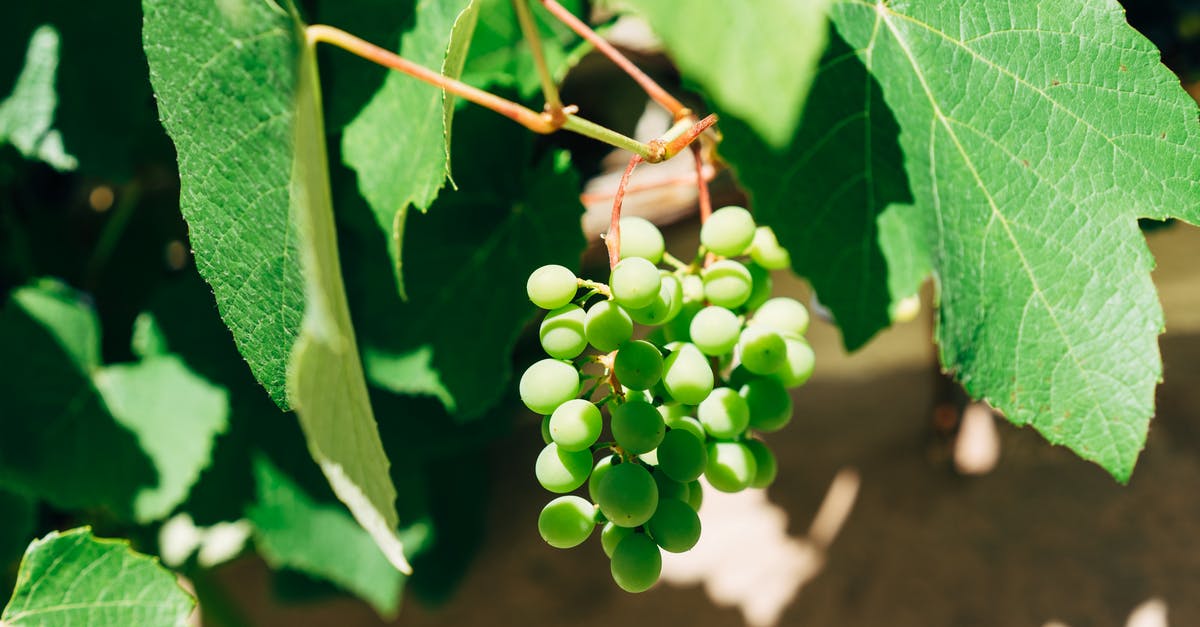 How much does freezing grapes longer sweeten them more? - Green Round Fruits on Brown Wooden Surface How much does freezing grapes longer sweeten them more? - Green Round Fruits on Brown Wooden Surface