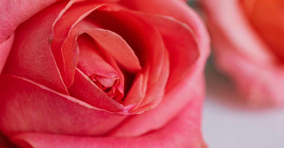 How much is a bunch of spinach? - Macro view of pink roses leaning on white table texture for postcards and decorated for wedding celebration in modern apartment during daytime How much is a bunch of spinach? - Macro view of pink roses leaning on white table texture for postcards and decorated for wedding celebration in modern apartment during daytime