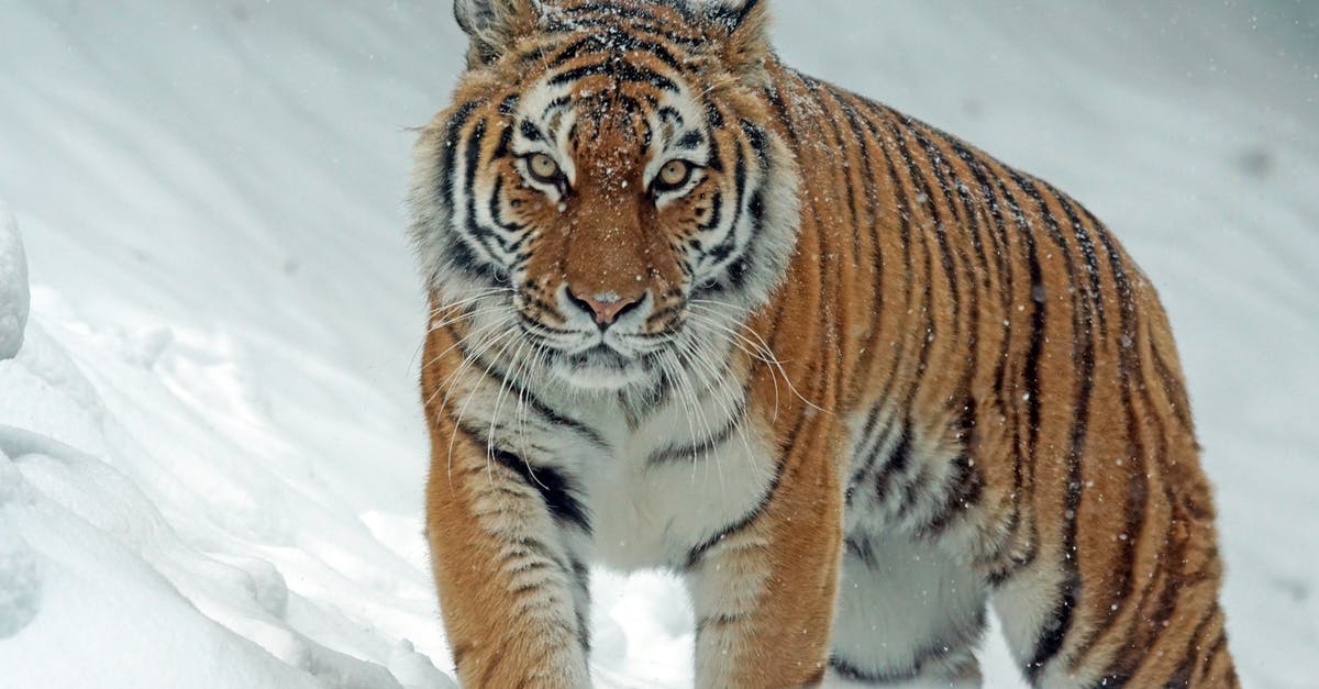 How powerful is my cooktop? - Tiger How powerful is my cooktop? - Tiger