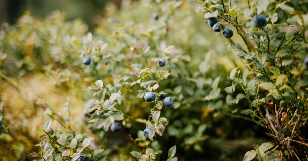How safe is it to harvest wild sassafras? - Blueberries growing on fresh green bush How safe is it to harvest wild sassafras? - Blueberries growing on fresh green bush