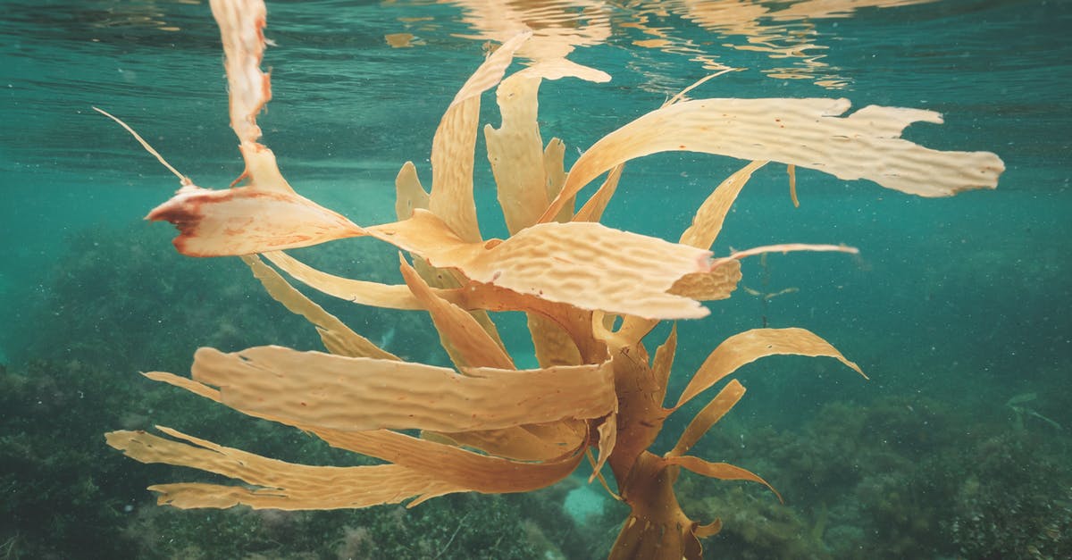 How should I clean this mess at the bottom of my wok? - Seaweeds growing on bottom in clean water of sea in tropical exotic country How should I clean this mess at the bottom of my wok? - Seaweeds growing on bottom in clean water of sea in tropical exotic country