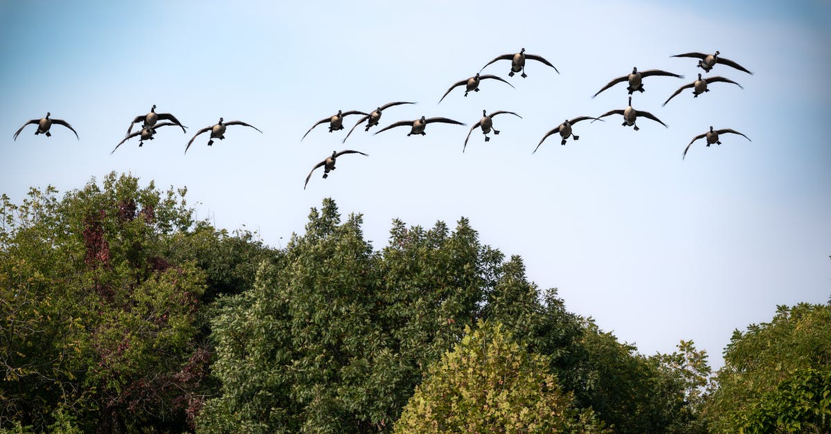 How should I cook skate wings - Flock of Birds Flying Over Green Trees How should I cook skate wings - Flock of Birds Flying Over Green Trees