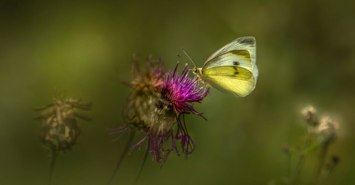 How should I cook skate wings - Green Butterfly Perched on Purple Flower in Close Up Photography How should I cook skate wings - Green Butterfly Perched on Purple Flower in Close Up Photography