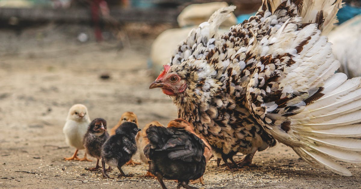 How should I prepare my Hens and Chicks to eat? - White and Black Hen Beside Chicken Chicks How should I prepare my Hens and Chicks to eat? - White and Black Hen Beside Chicken Chicks