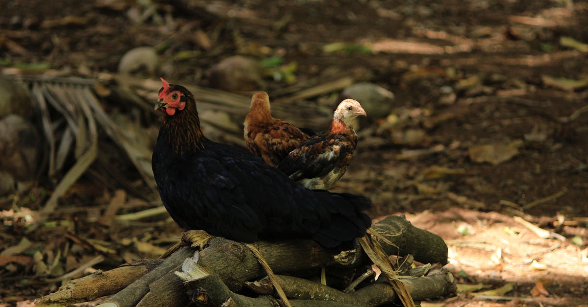 How should I prepare my Hens and Chicks to eat? - Black and Red Rooster on Tree Branch How should I prepare my Hens and Chicks to eat? - Black and Red Rooster on Tree Branch