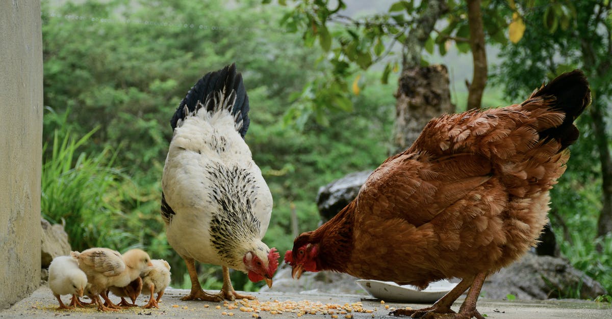 How should I prepare my Hens and Chicks to eat? - Brown and White Chickens on Gray Concrete Floor How should I prepare my Hens and Chicks to eat? - Brown and White Chickens on Gray Concrete Floor