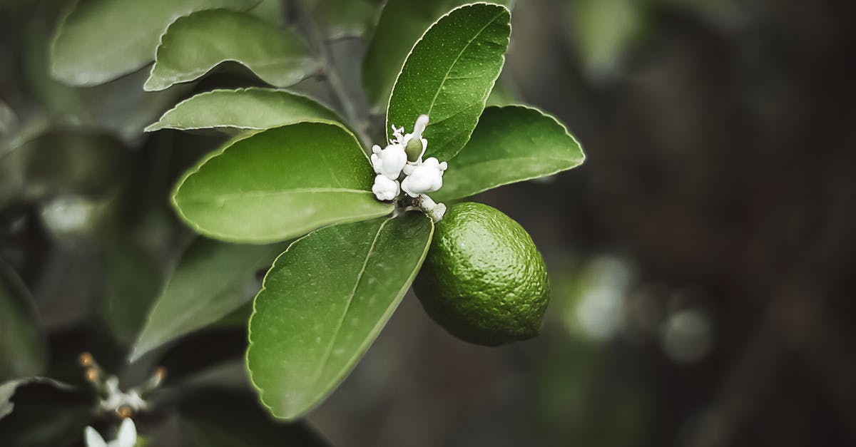 How should I use lime leaves when making Thai green curry? - White Flower Bud With Green Leaves How should I use lime leaves when making Thai green curry? - White Flower Bud With Green Leaves