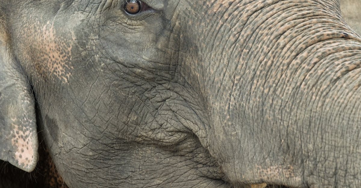 How to avoid elephant skin on no-knead bread? - Close Up Photo of Elephants Head How to avoid elephant skin on no-knead bread? - Close Up Photo of Elephants Head