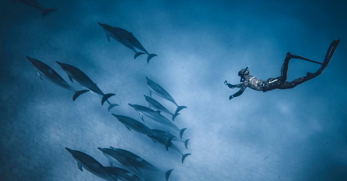 How to avoid soft bottom of home-made bread? - Faceless diver swimming deep underwater near flock of dolphins