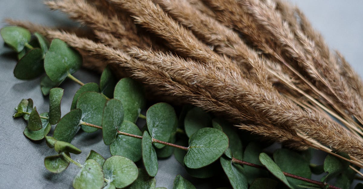 How to (cheaply) grind wheat berries for home bread making? - Green Leaves on Brown Rope How to (cheaply) grind wheat berries for home bread making? - Green Leaves on Brown Rope