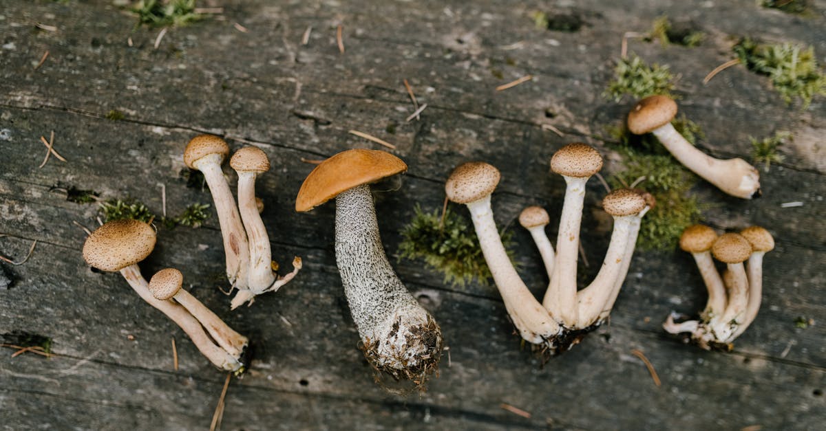 How to clean mushrooms? - Top view of edible fresh mushrooms placed on timber in forest in autumn How to clean mushrooms? - Top view of edible fresh mushrooms placed on timber in forest in autumn