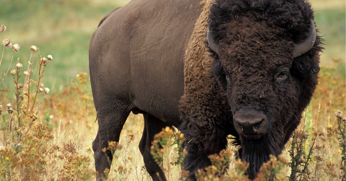 How to cook bison burgers (a.k.a. buffalo burgers)? - Large Bison How to cook bison burgers (a.k.a. buffalo burgers)? - Large Bison