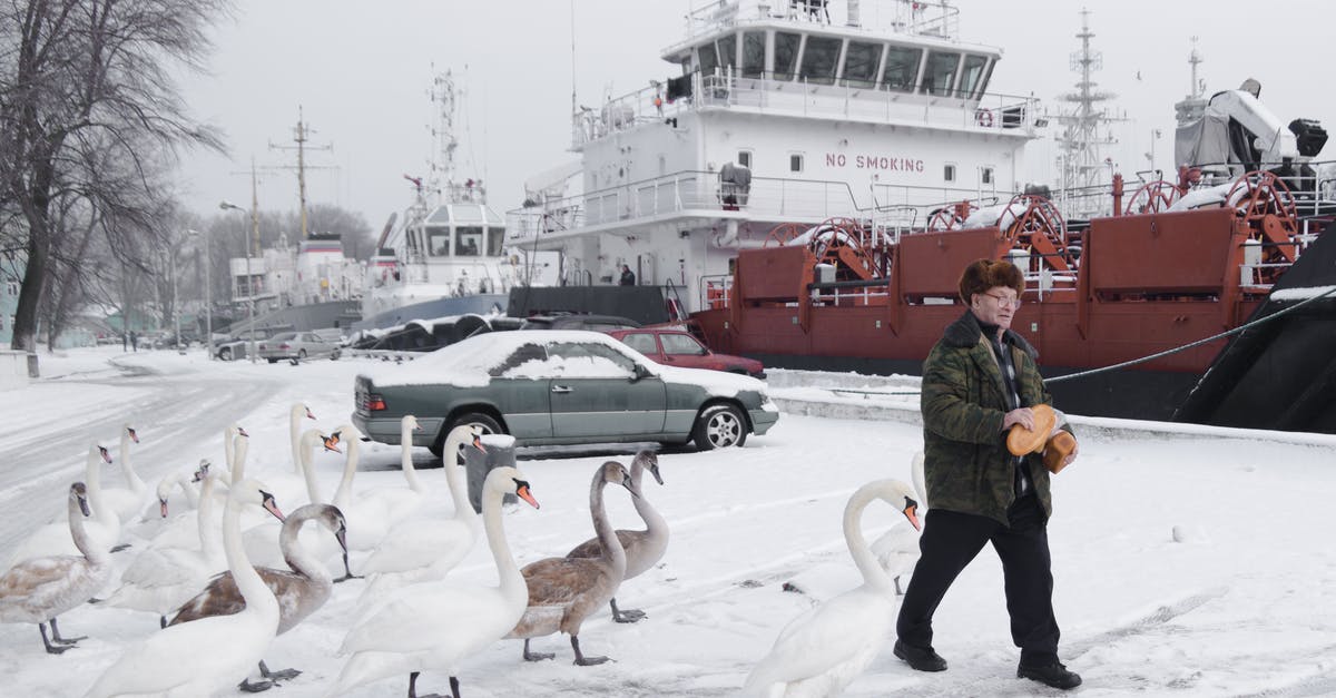 How to cook frozen goose - Elderly Man walking after Geese How to cook frozen goose - Elderly Man walking after Geese