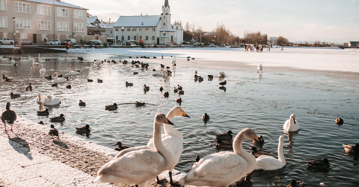How to cook frozen goose - Geese on a Paved Sidewalk Near a Pond How to cook frozen goose - Geese on a Paved Sidewalk Near a Pond
