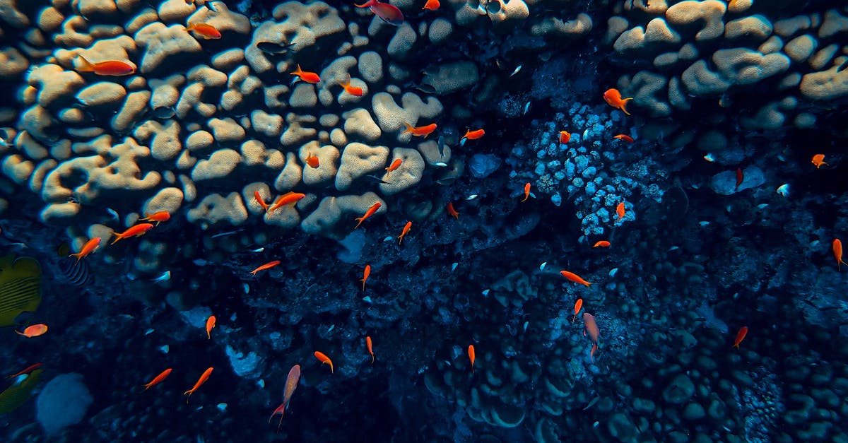 How to cook small fish(unfrozen and frozen) in water without overcooking? - Tiny orange fish swimming along reef in blue deep water of ocean with sunbeams How to cook small fish(unfrozen and frozen) in water without overcooking? - Tiny orange fish swimming along reef in blue deep water of ocean with sunbeams