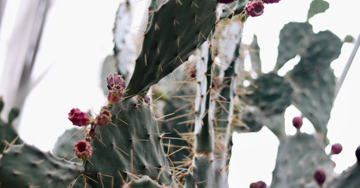 How to dry fruit peels without growing mold? - Cactus on Shallow Focus Lens How to dry fruit peels without growing mold? - Cactus on Shallow Focus Lens