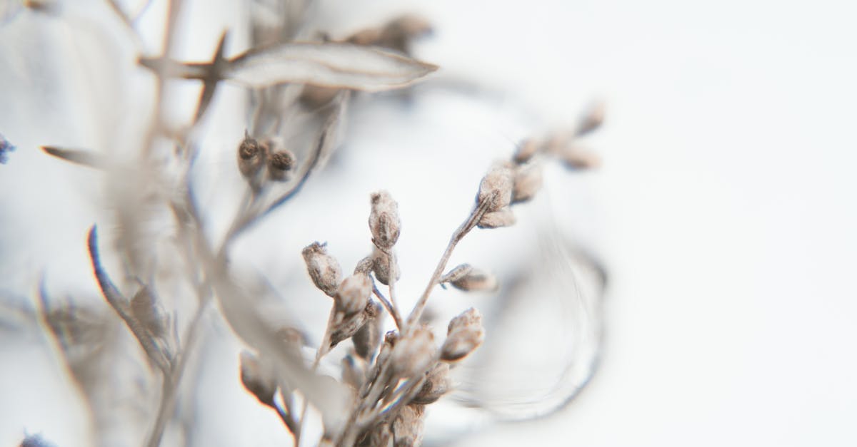 How to dry royal icing fast? - Selective Focus Photography of Plants How to dry royal icing fast? - Selective Focus Photography of Plants