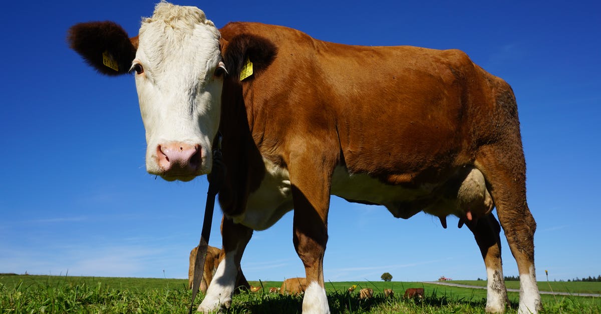 How to fix grass finished beef that tastes like fish? - Portrait of Cow Standing in Pasture How to fix grass finished beef that tastes like fish? - Portrait of Cow Standing in Pasture