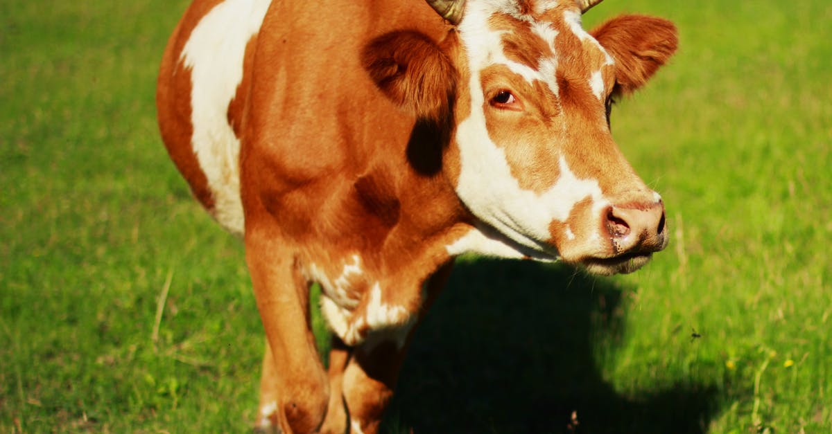 How to fix grass finished beef that tastes like fish? - Cow on Field How to fix grass finished beef that tastes like fish? - Cow on Field