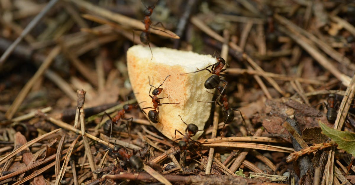 How to get ants out of bread loaves? - Thin wild ants eating in forest How to get ants out of bread loaves? - Thin wild ants eating in forest
