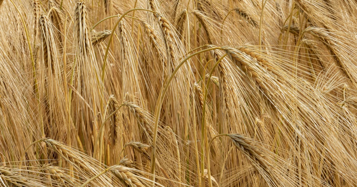 How to get good barley texture - Brown Barley Grass in Close-up Photography