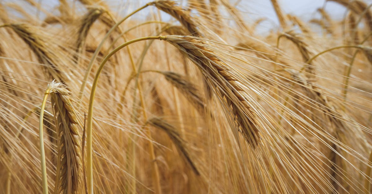 How to get good barley texture - Brown Wheat Plant In Close Up View