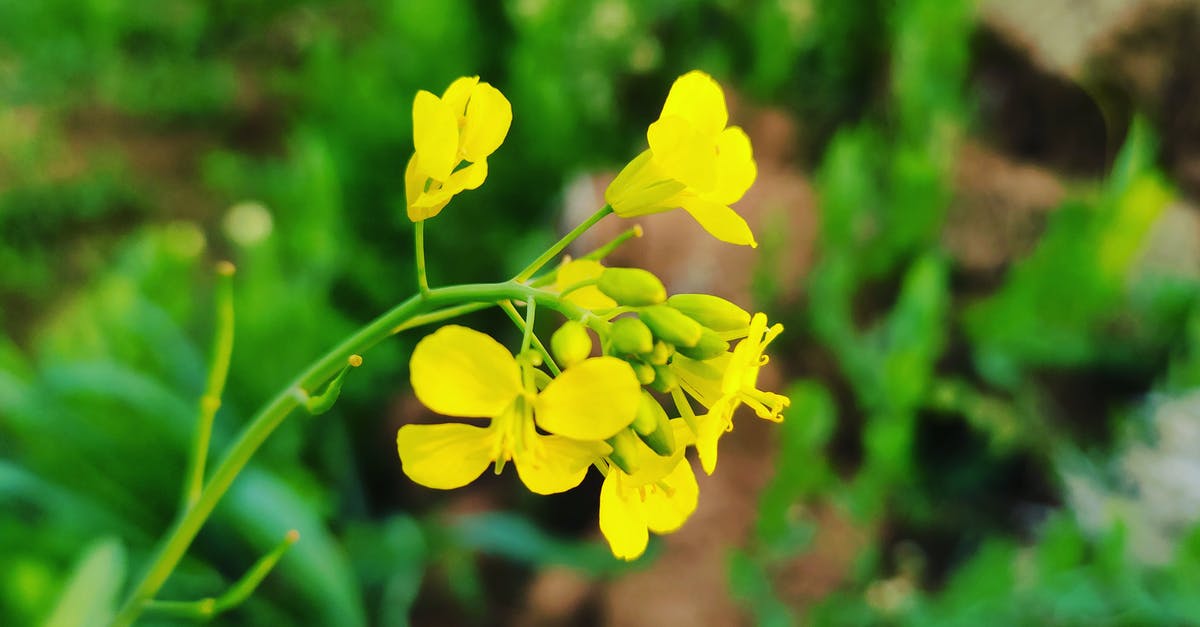 How to get rid of the bitterness in home-made mustard - Yellow Flower in Tilt Shift Lens How to get rid of the bitterness in home-made mustard - Yellow Flower in Tilt Shift Lens