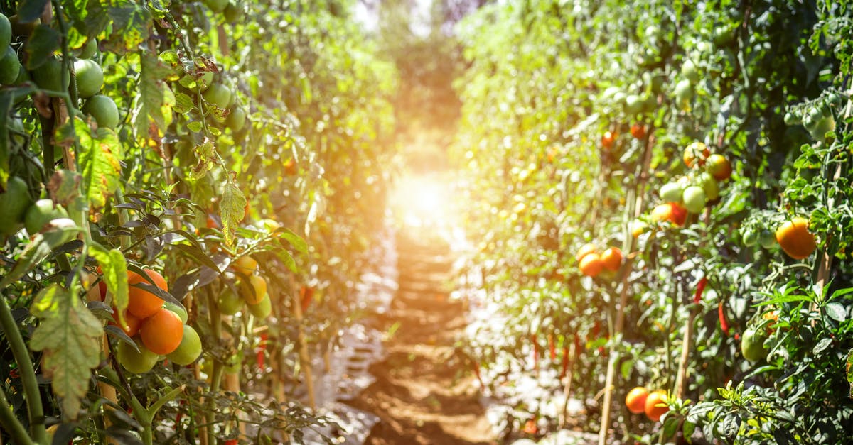 How to grow sourdough starter for increased production? - Pathway Between Tomato Fruits