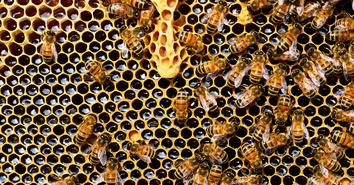 How to honey roast peanuts? - Top View of Bees Putting Honey How to honey roast peanuts? - Top View of Bees Putting Honey