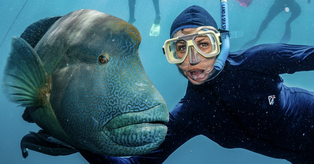 How to increase the protein content in fish balls? - Content female traveler in diving suit and goggles embracing exotic fish while swimming under pure water and looking at camera How to increase the protein content in fish balls? - Content female traveler in diving suit and goggles embracing exotic fish while swimming under pure water and looking at camera