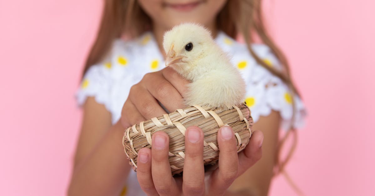 How to keep chicken livers intact? - Little Girl Holding a Chick How to keep chicken livers intact? - Little Girl Holding a Chick