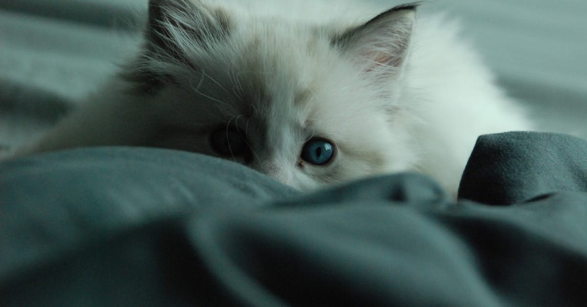 How to keep dust and cat hair off cast iron pans? - White Cat on Blue Textile How to keep dust and cat hair off cast iron pans? - White Cat on Blue Textile