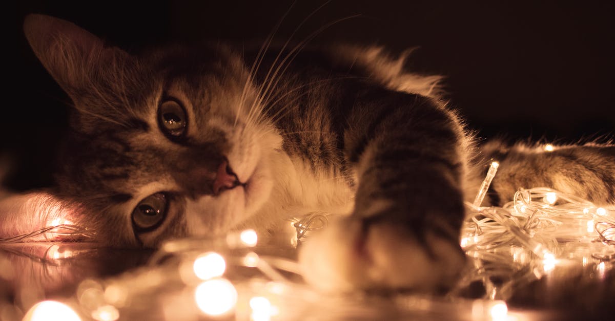 How to keep dust and cat hair off cast iron pans? - Gray Tabby Cat Lying on White String Lights How to keep dust and cat hair off cast iron pans? - Gray Tabby Cat Lying on White String Lights