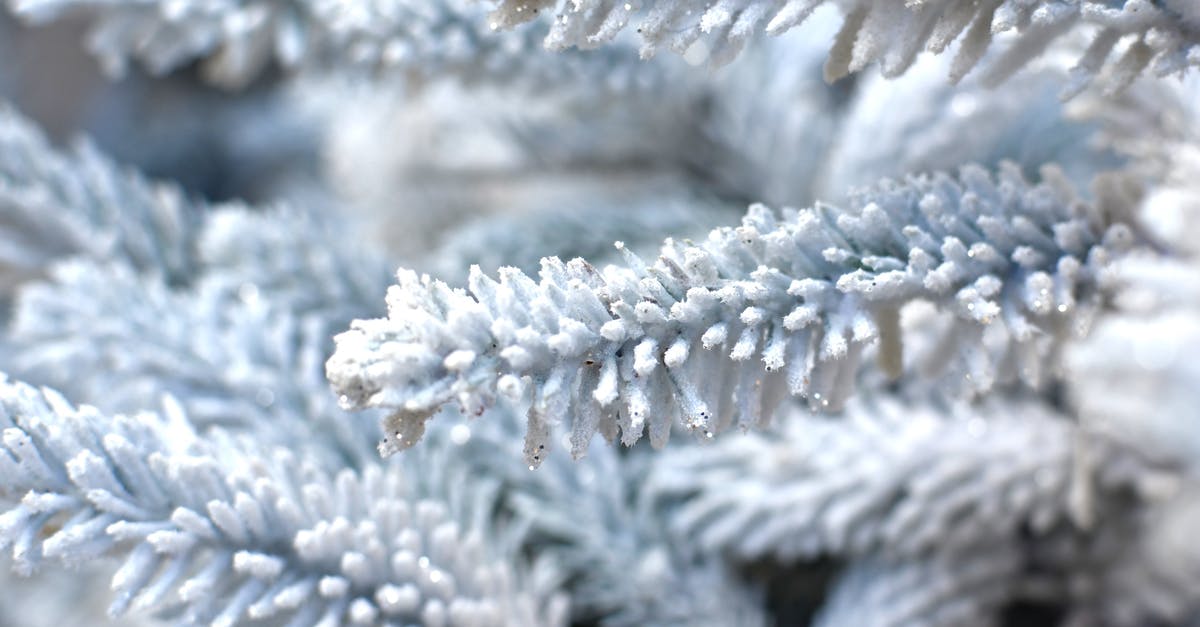 How to keep frozen beans soft? - White Christmas tree with glitter during festive event How to keep frozen beans soft? - White Christmas tree with glitter during festive event