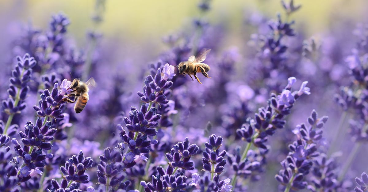 How to keep insects away - Bees on Purple Flower How to keep insects away - Bees on Purple Flower