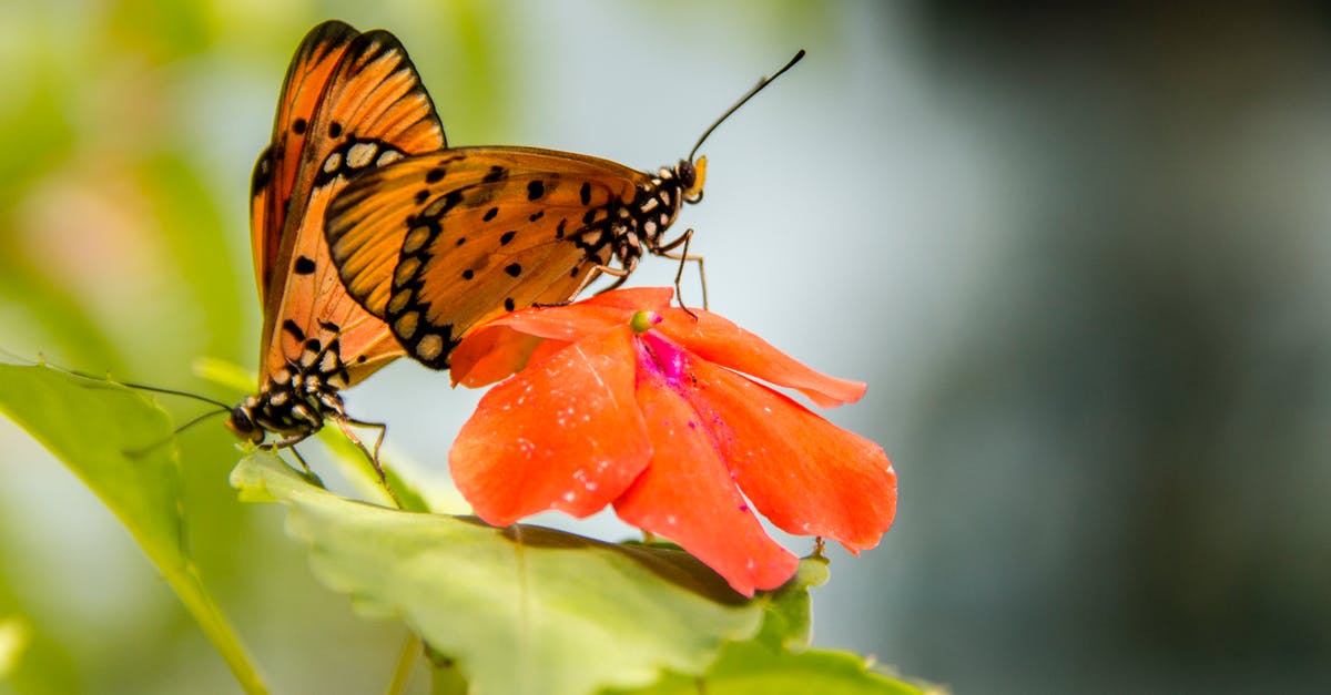 How to keep insects away - Yellow and Black Butterfly on Orange Flower How to keep insects away - Yellow and Black Butterfly on Orange Flower