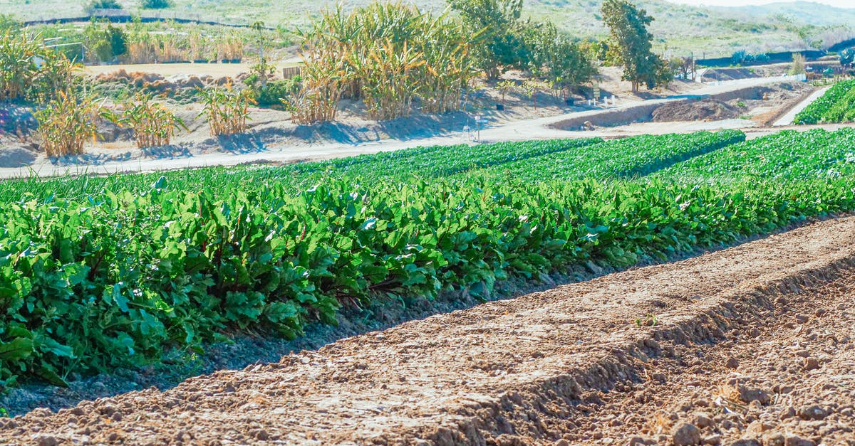 How to know when spinach has gone bad? - Spinach on Cropland How to know when spinach has gone bad? - Spinach on Cropland