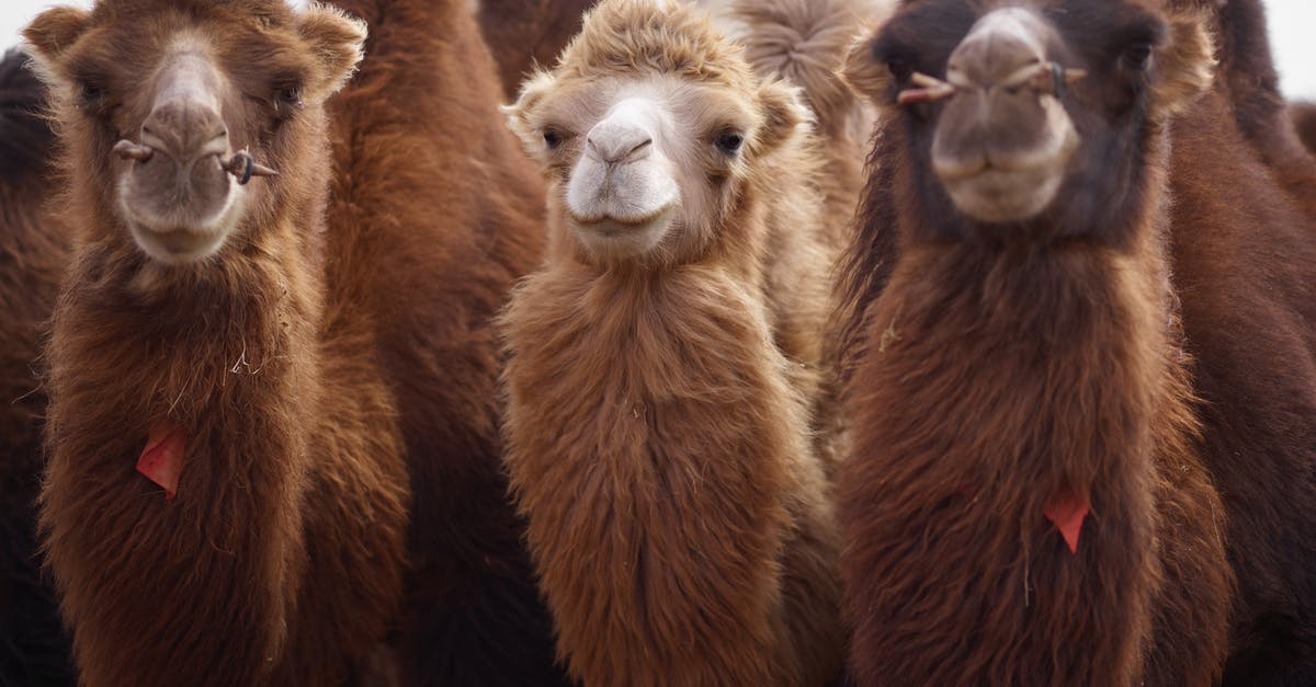 How to make 1/2 inch thick porkchop brown but tender? - Herd of camels with fluffy necks How to make 1/2 inch thick porkchop brown but tender? - Herd of camels with fluffy necks