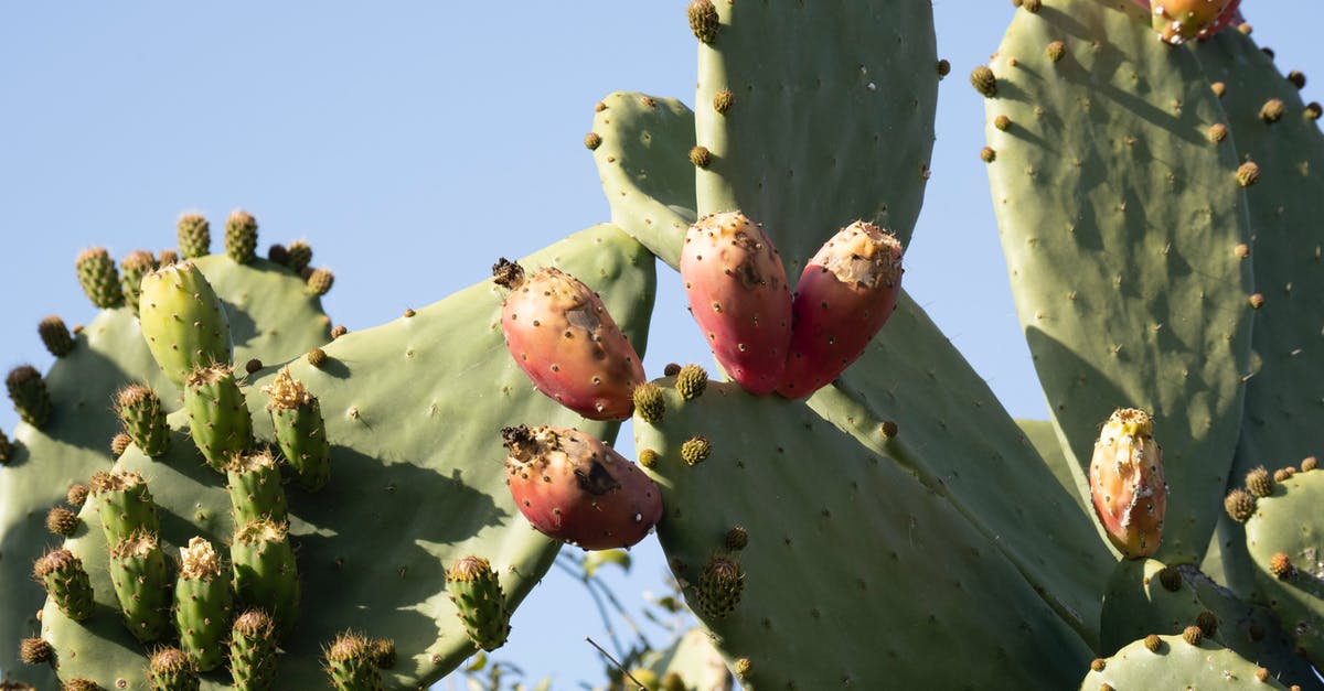 How to make - succulent - Bruschetta? - Green Cactus With Red Fruits How to make - succulent - Bruschetta? - Green Cactus With Red Fruits