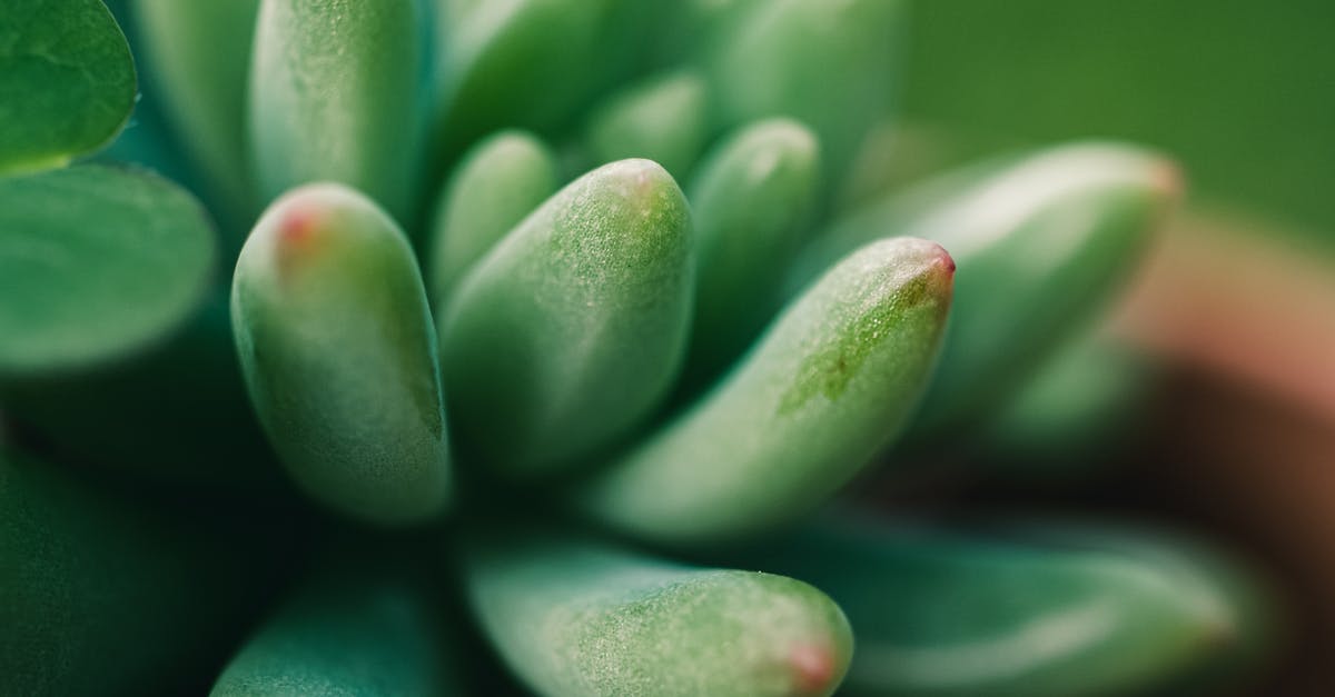 How to make - succulent - Bruschetta? - Macro of Succulent Plant How to make - succulent - Bruschetta? - Macro of Succulent Plant