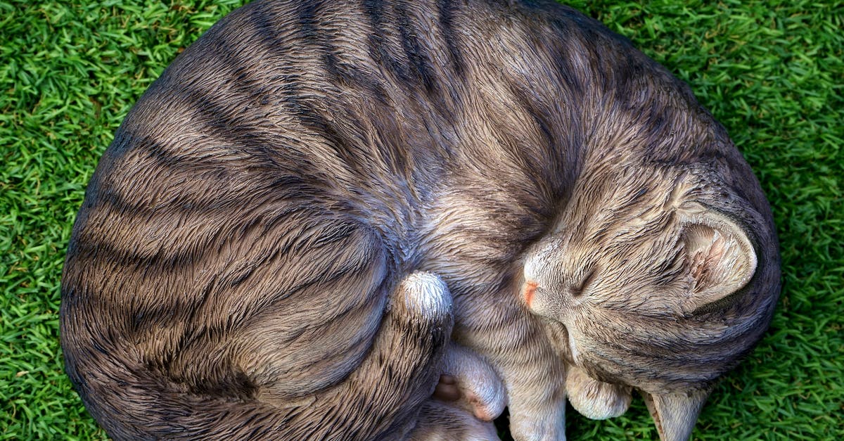 How to make fluffy Appam without Sweet? - Cat Lying on Green Grass How to make fluffy Appam without Sweet? - Cat Lying on Green Grass