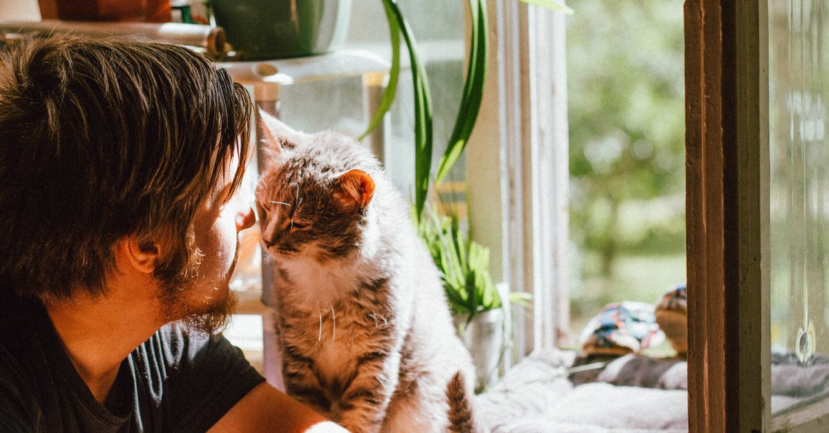 How to make fluffy Appam without Sweet? - Cute cat smelling unrecognizable bearded man on windowsill at home How to make fluffy Appam without Sweet? - Cute cat smelling unrecognizable bearded man on windowsill at home