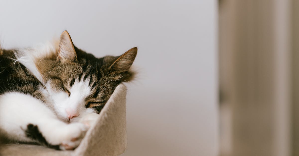 How to make fluffy Appam without Sweet? - Adorable fluffy cat with closed eyes resting on cozy tower in house in daylight How to make fluffy Appam without Sweet? - Adorable fluffy cat with closed eyes resting on cozy tower in house in daylight