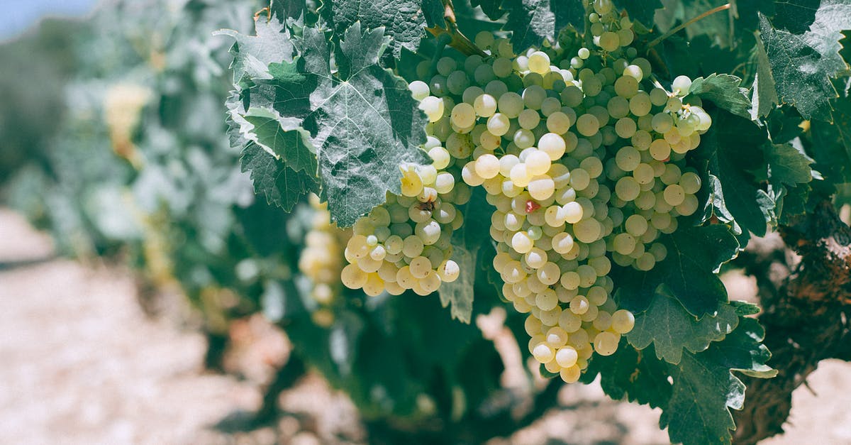 How to make Grape Must - Fresh green ripe bunches of grapes hanging on shrub in vineyard on sunny summer day