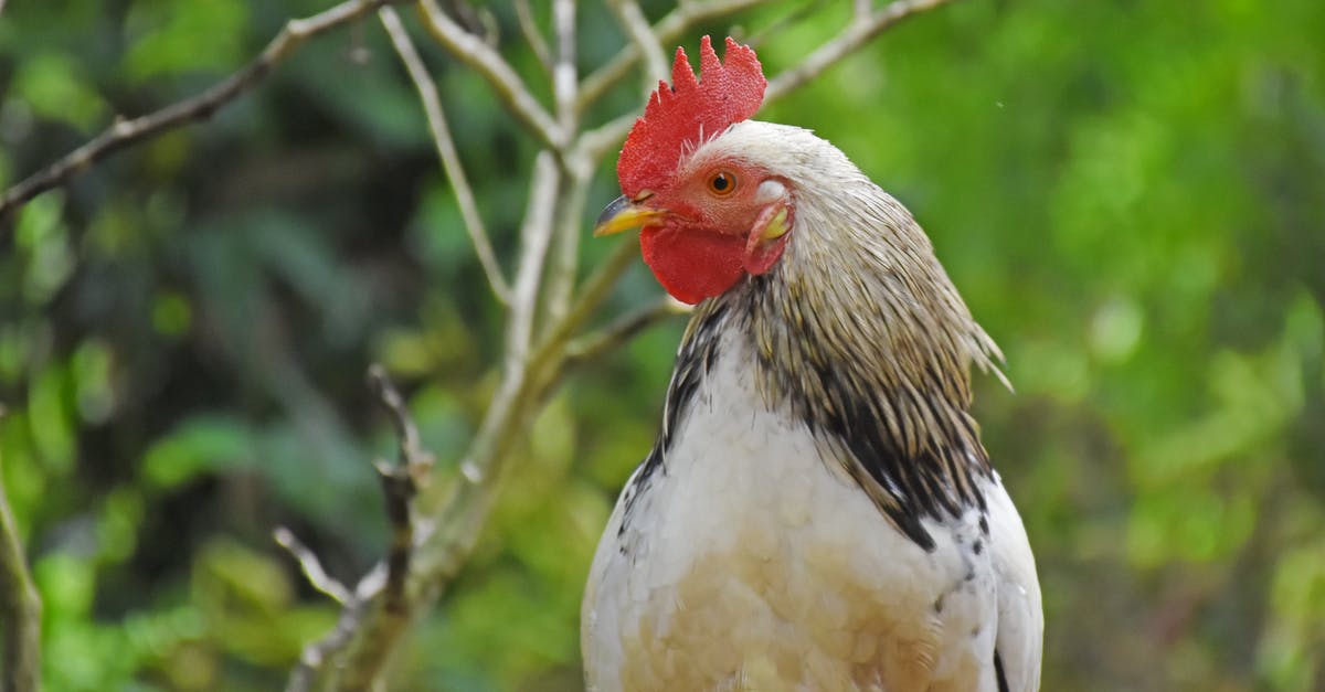 How to make Lebanese chicken wings - Close-up Photo of White Rooster How to make Lebanese chicken wings - Close-up Photo of White Rooster