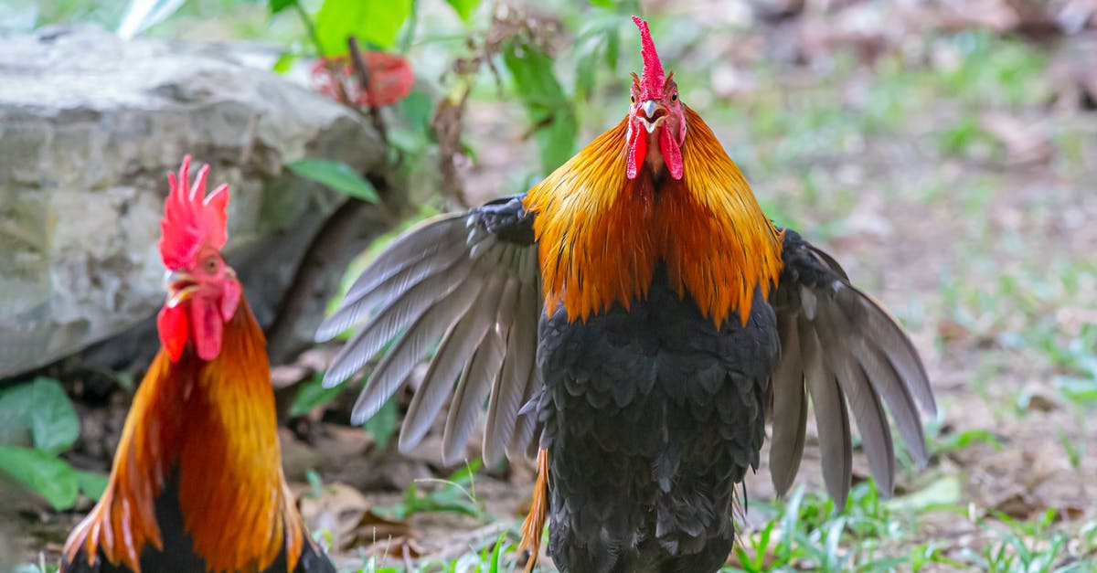 How to make Lebanese chicken wings - Close-Up Shot of a Rooster Flying How to make Lebanese chicken wings - Close-Up Shot of a Rooster Flying
