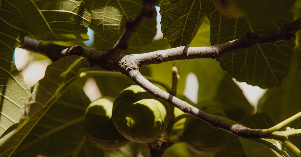How to make round Seitan sausages - Green Round Fruit Hanging on the Tree Branch How to make round Seitan sausages - Green Round Fruit Hanging on the Tree Branch